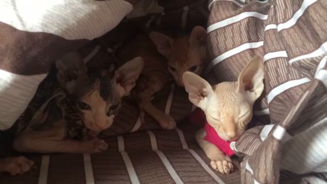 Котята Донской сфинкс смотреть онлайн