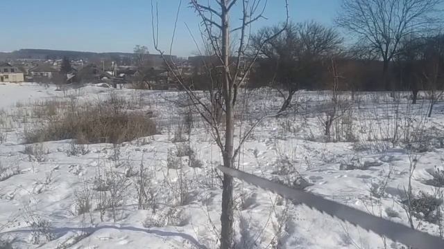 Строение плодового дерева. Термины. смотреть онлайн