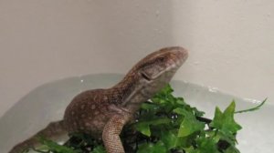ДОМАШНИЙ ВАРАН! Необычный экзотический питомец. Варан уход и содержание.