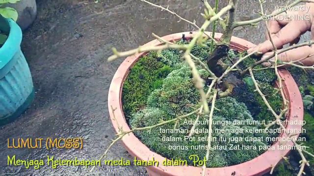 Lumut Menjaga Kelembapan Media Tanam