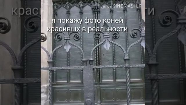 Фото коней в реальной жизни)))))))))))))))))))))))))))) смотреть онлайн