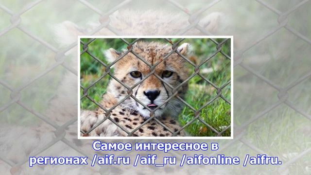 Посетители зоопарка в приморье напали на животных смотреть онлайн