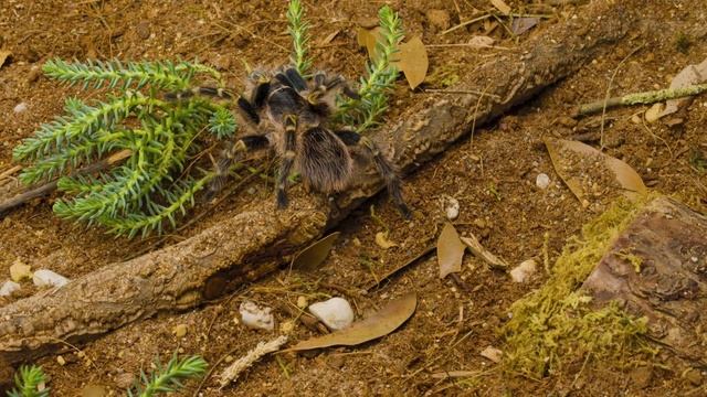 Chaco Golden Knee Tarantula: Life of the Grammostola pulchripes смотреть онлайн