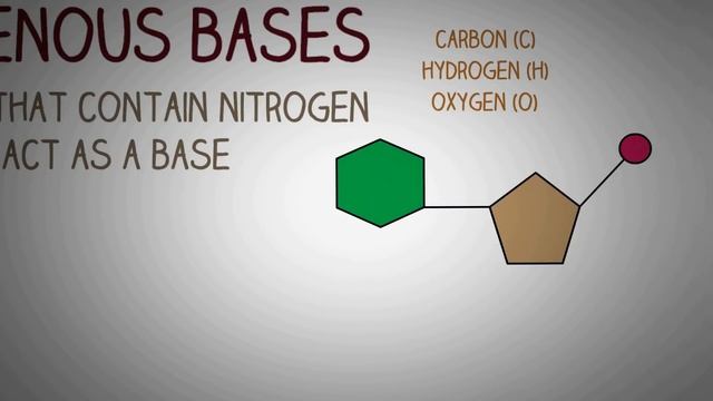 Nucleic acids - DNA and RNA structure смотреть онлайн