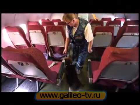 Нано-детектор. Обзор в программе "Галилео". смотреть онлайн