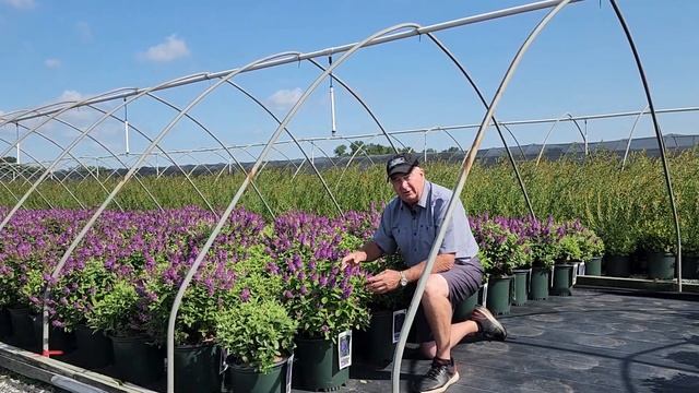 Buddleia Chrysalis™ Blue (Dwarf Butterfly Bush) // Bushy, Compact & Very Colorful Dwarf Shrub ???? смотреть онлайн