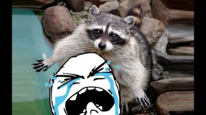 Енот и сладкая вата