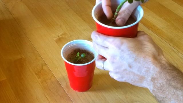 Propagating jade plants using branches, stems, and leaves смотреть онлайн
