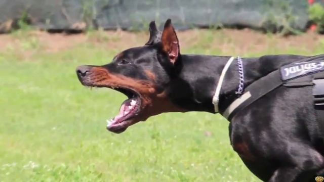 Доберман против Восточно европейской овчарки - КТО ПОБЕДИТ? смотреть онлайн