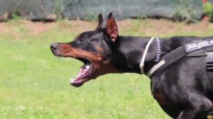 Доберман против Восточно европейской овчарки - КТО ПОБЕДИТ?