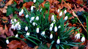 Экхарт Толле - 23. Истина сделает вас свободными, озвучивает Nikosho.mp4