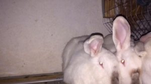 Кролики/Калифорнийские/....фландр и ризен в чем разница??разговор обо всем