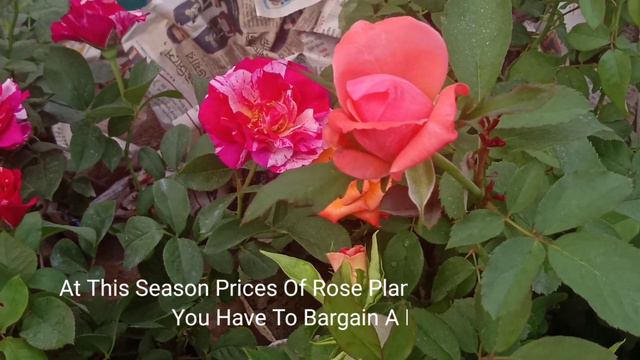 Current Prices Of Cherry Peace Lily Azalea Gardenia At Galiff Street Flower Plants Market Kolkata