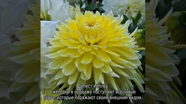 Сорта георгин