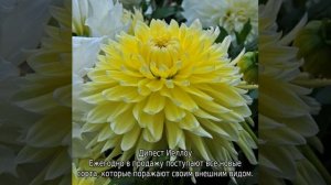 Сорта георгин