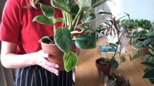 Обзор Комнатных Растений » Идём В Гости » Большая Коллекция