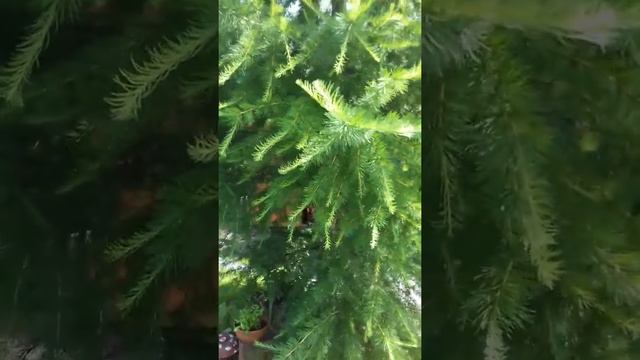 Зачем нужна дача, что бы отдыхать смотреть онлайн