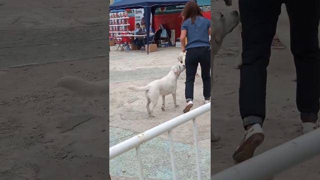 выставка собак Рязань ЦПКиО смотреть онлайн
