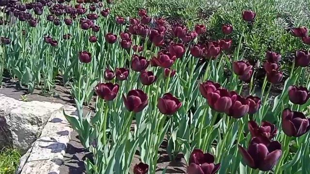 Тюльпаны в Цветнике смотреть онлайн