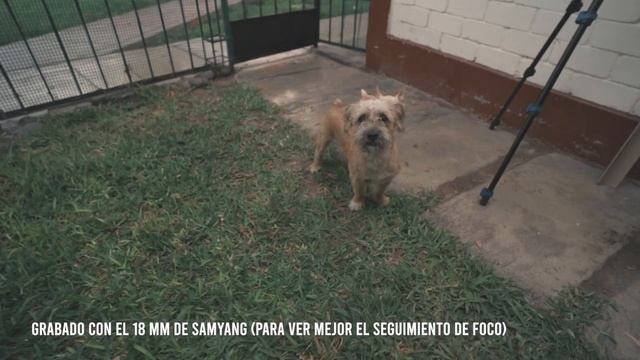 Samyang AF 18mm f/2.8 FE lens review with samples (Full-frame & APS-C) ? смотреть онлайн