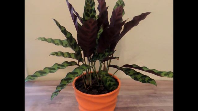 CALATHEA/PRAYER PLANT/RATTLESNAKE PLANT смотреть онлайн