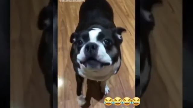 приколы смотреть онлайн