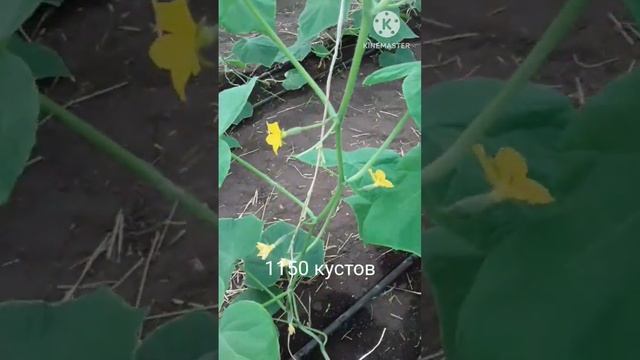 Огурец в теплице своими руками. Сорт Мамлюк #shortvideo #огурцывтеплице #youtubeshorts #subscribe смотреть онлайн