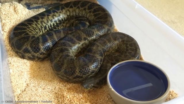 15 Abnormally Large Snakes That Actually Exist смотреть онлайн
