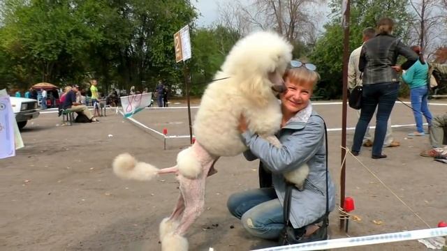Милашка! Большой Королевский Пудель. Cutie! The Great Royal Poodle. смотреть онлайн