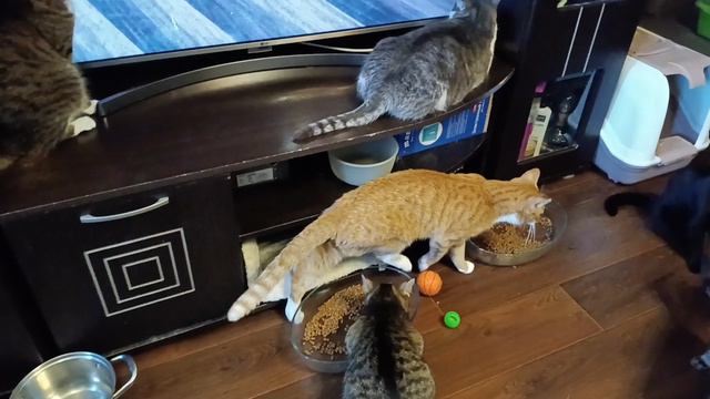 Мамин любимчик Яша. смотреть онлайн