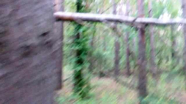 канюк и его гнездо смотреть онлайн