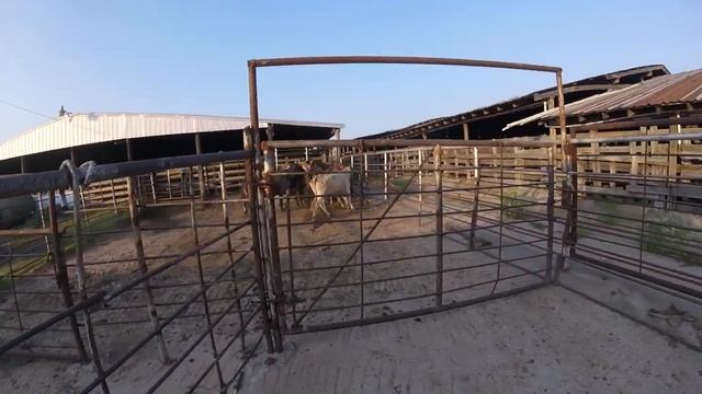 Killer Cows Episode #5 preview смотреть онлайн