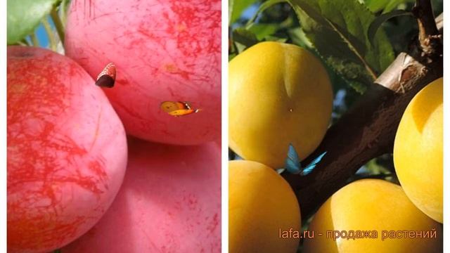 Слива обыкновенная Скороплодная-Гек (prunus) ? обзор: как сажать, саженцы сливы Скороплодная-Гек смотреть онлайн