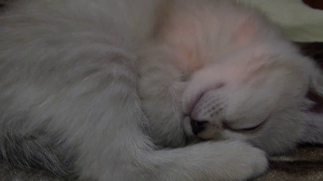 СПОКОЙНОЙ НОЧИ АРИНА ОТ КОТЕНКА смотреть онлайн