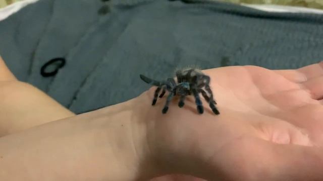 Caribena versicolor / Самый "меткий" паук птицеед / Карибена версиколор смотреть онлайн