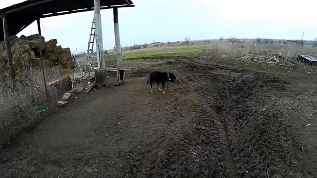 Обзор хозяйства // Из города в деревню смотреть онлайн
