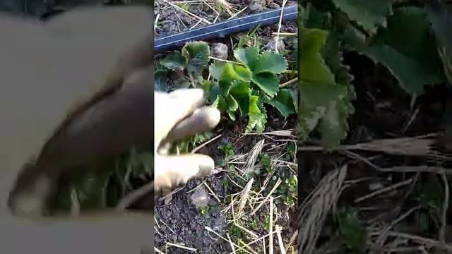 Клубника Королева Елизавета 2. Ненужные рожки и что с ними делать. смотреть онлайн