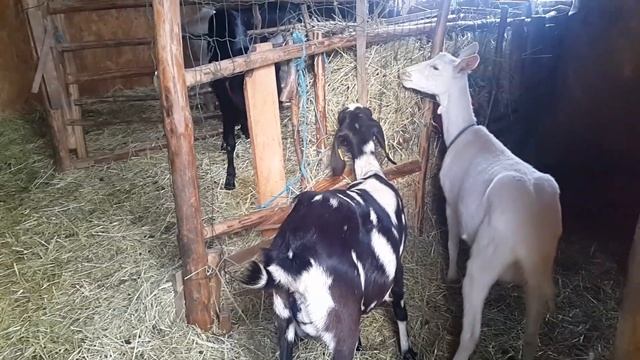 Яйца цесарок и много разного. смотреть онлайн