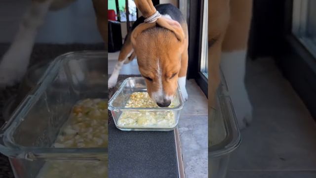 Решение найдено - уши не в миске😀👍🐶 смотреть онлайн