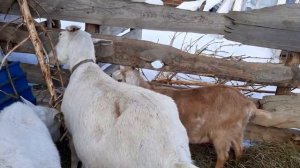 Кальций для коз