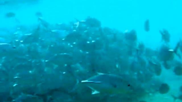 HIKKADUWA MARINE SANCTUARY- Sri Lanka смотреть онлайн