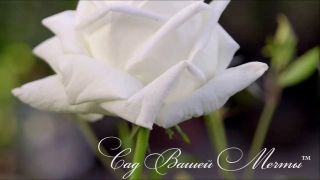 Роза White Christmas Обзор сорта Питомник 'Сад Вашей Мечты' R 041 смотреть онлайн