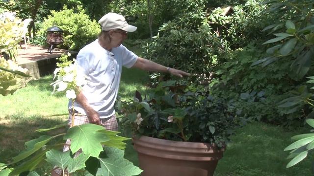 A Walk in the Garden with Liz Davey - Episode 45 смотреть онлайн