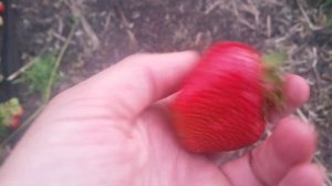 РАННЯЯ КЛУБНИКА КЛЕРИ. УРОЖАЙ ПЕРВЫЙ ГОД