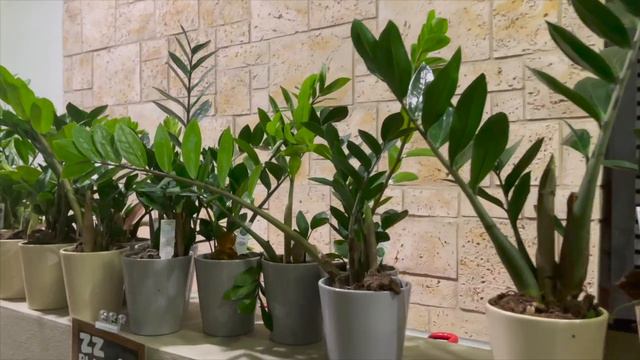 Plant Shopping at Trader Joe's || Plants for $10 or Less!!! смотреть онлайн