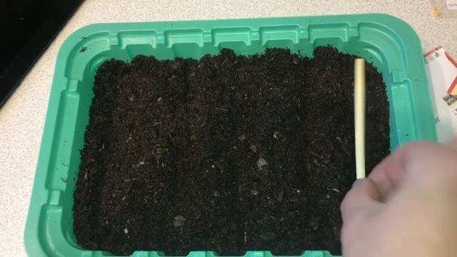 Сею ампельную и зональную герань для раннего цветения. смотреть онлайн