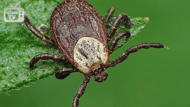 Борьба с клещом ☑️ Средство от иксодовых клещей смотреть онлайн