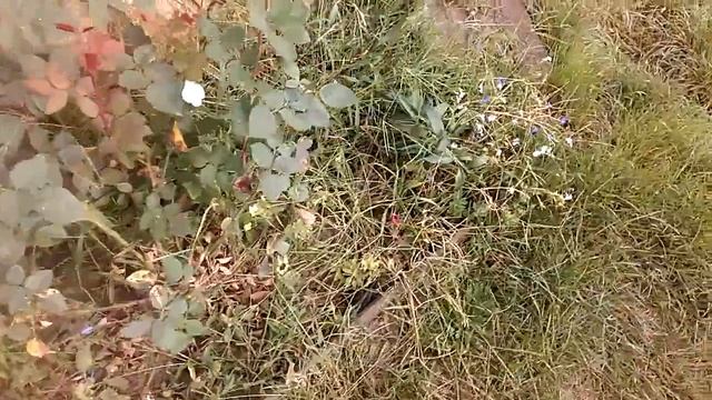 Лилия. Сбор семян. смотреть онлайн