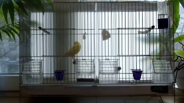 Канарейка пение смотреть онлайн