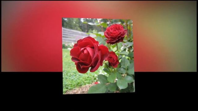 Hommage a Barbara Rose смотреть онлайн